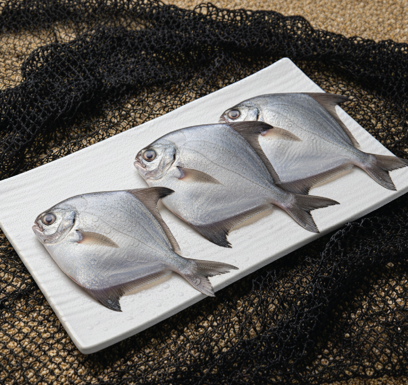 silver pomfret | வெள்ளை வாவல் silver pomfret | வெள்ளை வாவல்